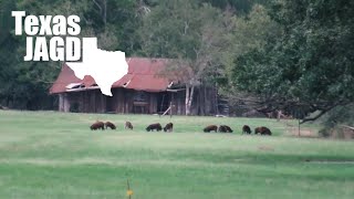 Daytime Hog Hunting  5 Texas Feral Hogs [upl. by Denae]