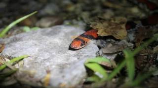 Northern Scarlet Snake [upl. by Ybroc]