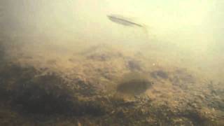 Colisa lalia Dwarf Gourami in the wild [upl. by Oicnerolf739]