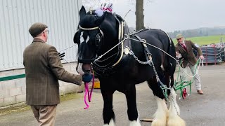 Preparing a Shire for the show ring a day in the life of Angus trailer full vid coming soon shire [upl. by Lezirg214]