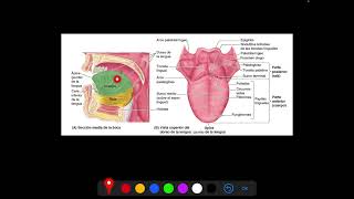 ANATOMÍA DE LA CAVIDAD ORAL Incluye paladar lengua y glándulas salivales [upl. by Meg16]