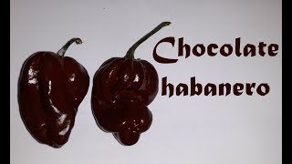 Chocolate Habanero [upl. by Nahtannoj]