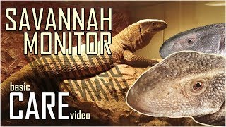 Savannah Monitor CARE VIDEO  How to keep a Bosc Monitor  Varanus exanthematicus [upl. by Leilani]