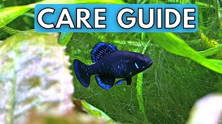 Elassoma Gilberti Care Guide  Gulf Coast Pygmy Sunfish Care Guide [upl. by Ailuj]