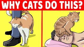 15 Strangest Cat Behaviors Explained [upl. by Akirea]