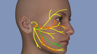 Understanding Facial Palsy [upl. by Ohs]