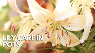 How To Care For Lilies Grown In Pots  Balconia Garden [upl. by Noirda]