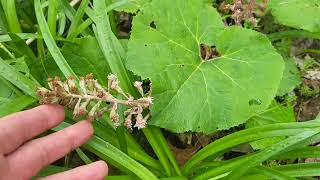 Butterbur Petasites as food and medicine [upl. by Notsae]