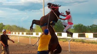 Carreras de Caballos en los Mezquites 11 de Agosto 2021 [upl. by Shanie]