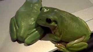 Elvis the green tree frog sings again [upl. by Atenek]