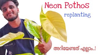 Neon Pothos Malayalam [upl. by Volnay]