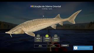 East Siberian Sturgeon 111475kg  Russian Fishing 4 [upl. by Ronaele]