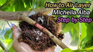 How to Air Layer Michelia Alba White Chamaca Step by Step  Magnolia Alba Propagation 白兰空中压条繁殖 [upl. by Alemahs]