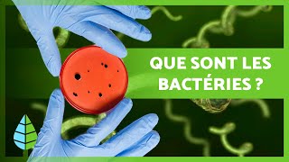 Que sont les BACTÉRIES  🦠  Définition caractéristiques et classification [upl. by Nellie]