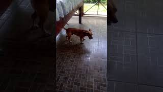 El es coquito la nueva 🐕 mascota [upl. by Filmer360]