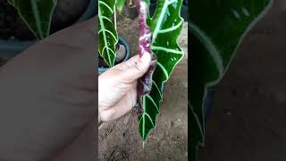 Alocasia Amazonica  Polly Plant beautiful newleaves [upl. by Wendie623]