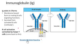 B Cells amp Antibodies Immunology Huw Davies PhD [upl. by Kanter]