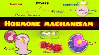 होर्मोन क्रियाविधिmachanisam Of Hormone In HindiHormone Full Details Hindi Hormone Ki Kriyavidhi [upl. by Yasdnil]