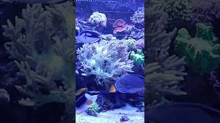 A fine selection of saltwater fish and corals saltwaterfish reef aquariums fishtanks aquarium [upl. by Adav133]