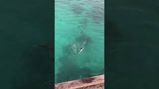 Yellowtail Kingfish on a South Australian jetty kingfish fishing hiramasa penn shimano diawa [upl. by Idalia]