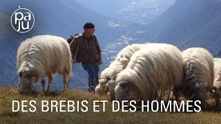 Bergers en Valais ils introduisent une race de brebis béarnaises dans les Alpes suisses [upl. by Amabil]