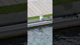 Yellowlegged Gull Playa Blanca Lanzarote [upl. by Aleuqahs125]