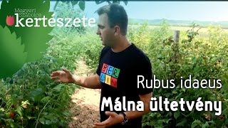 Málna ültetvény  Rubus idaeus  Megyeri Szabolcs Kertészet Ménfőcsanak [upl. by Eniala]