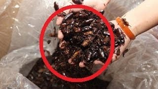 Chinese Woman Raises and Keeps 100000 Cockroaches [upl. by Tronna961]