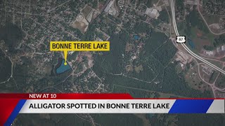 Small alligator spotted in Bonne Terre Lake [upl. by Jazmin]