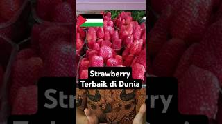 Negara PALESTINA punya Strawberry Terbaik di Dunia negara countryballs palestina strawberry [upl. by Petras]