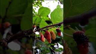 කාලෙකින් කාපු රස කෑමක්  මල් බෙරී mulberry fruit mulberries short [upl. by Saber]