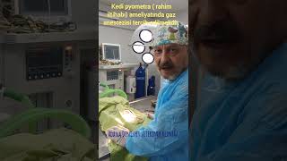 Kedi rahim iltihabı ameliyatı AdanakedipyometrarahimiltihabıgazanestezisiAdanakedipyometra [upl. by Aisyat]