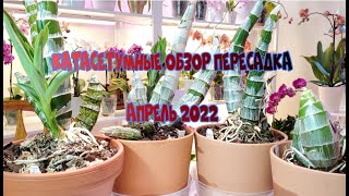 Катасетумные в апреле 2022 Обзор Пересадка [upl. by Hepsoj323]