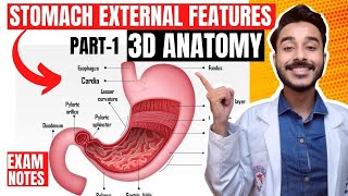 Stomach Anatomy 3D  external features of stomach anatomy  anatomy of stomach external feature [upl. by Mast]