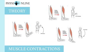 Muscle contractions concentric eccentric and isometric [upl. by Isied]