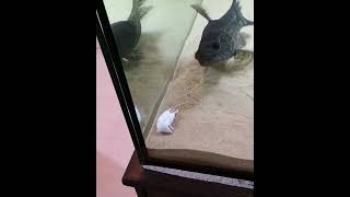 Black wolf fish feeding in rat 😱😱😱shortsfeed shorts [upl. by Lezlie4]