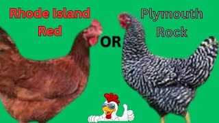 Plymouth Rock Or Rhode Island Red For Your Flock [upl. by Hurless362]