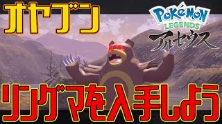 【ポケモンアルセウス】オヤブンのリングマを入手しよう【Pokémon LEGENDS アルセウス】 [upl. by Alyose]