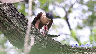 Rufous bellied Eagle [upl. by Ybrad211]