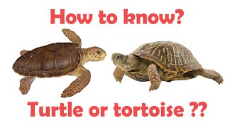 How to draw a Sea Turtle [upl. by Nylodnarb]