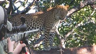 Hunting African tigers with guns part 1 [upl. by Knitter140]