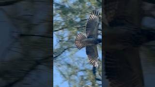 Broad winged hawk … I apologize for the incorrect info … broadwingedhawk hawks starting to learn [upl. by Atterehs]