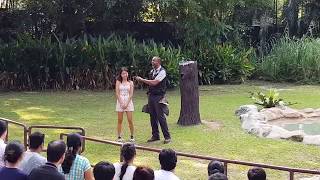 High Flyers Show  Jurong Bird Park Singapore [upl. by Eita985]