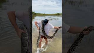 HUGE PYTHON FOUND IN THE SWAMP [upl. by Nroht]