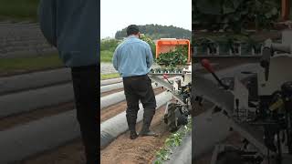 YANMAR Sweet Potato Transplanter PH10A Series shorts agrimachinery [upl. by Ainos]