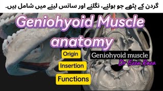 Geniohyoid Muscle anatomy ✅  Anterior Neck Muscles  origin Insertion and functions [upl. by Pru]