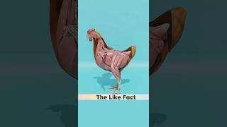 anda murgee ke pet mein kaise banta hai facts 3danimation shorts [upl. by Arac]