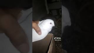 جكد يطلع سعرهن pigeon الحسون birds [upl. by Ycal]