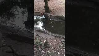 Un pato moscovita bebe desde fuera del riachuelo el otro mete las patitas [upl. by Einniw]