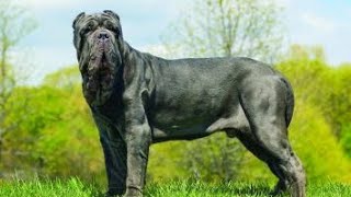 Neapolitan Mastiff Powerful Massive Defender [upl. by Ahtabbat831]